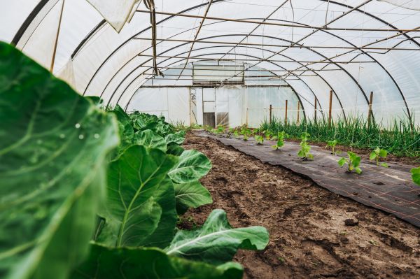 Greenhouse Demolition in Abilene